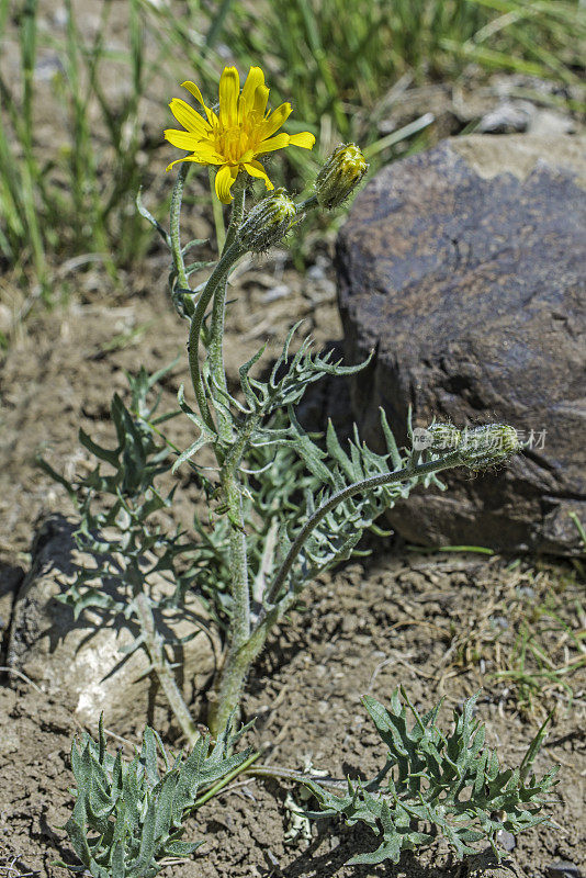 鹤嘴菊(Crepis modocensis)是雏菊科开花植物，俗称鹤嘴菊。黄石国家公园，怀俄明州。